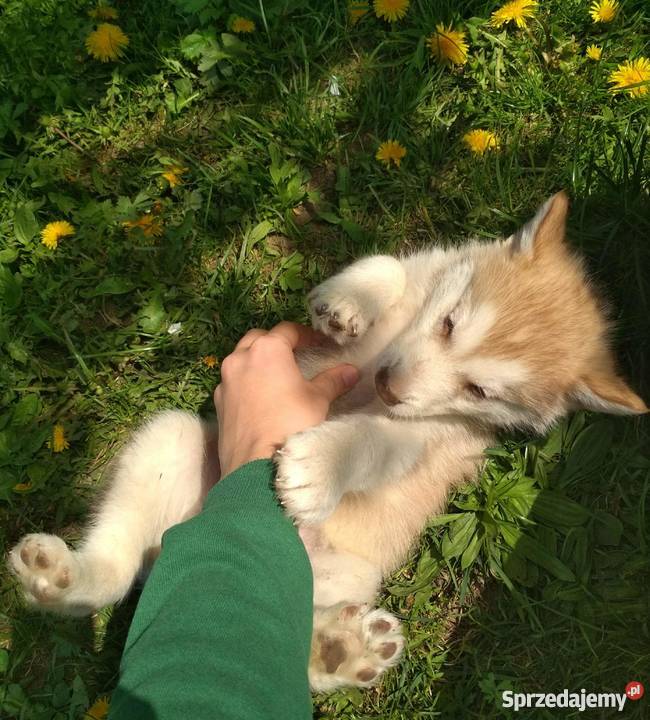 Sprzedam szczeniaki rasy alaskan malamute podlaskie Reszkowce