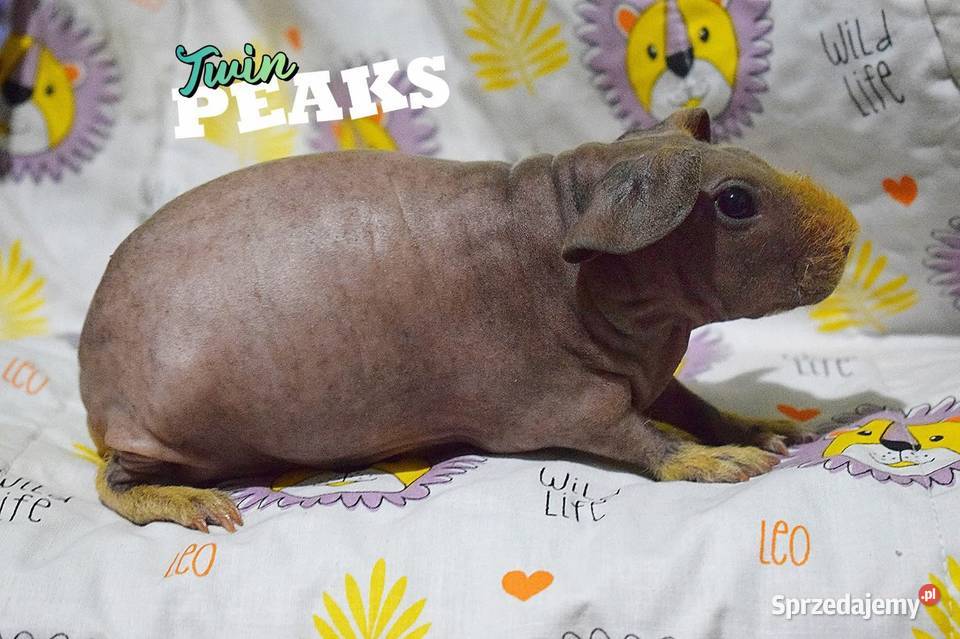 Świnka morska świnka skinny Rasowa rodowód Gryzonie