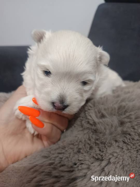 west highland white terrier suczka z rodowodami podkarpackie Dębica