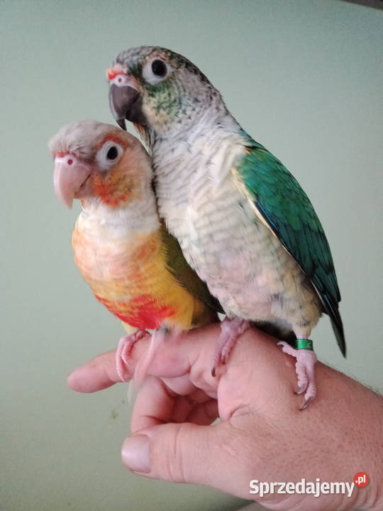 Rudosterka zielonolica i opalinowa Wrocław sprzedam