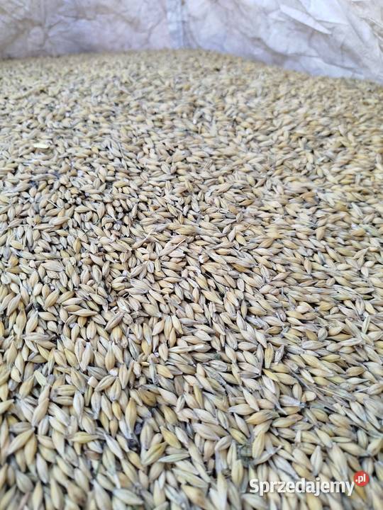 Jęczmień zimowy Aleksandra Chełm