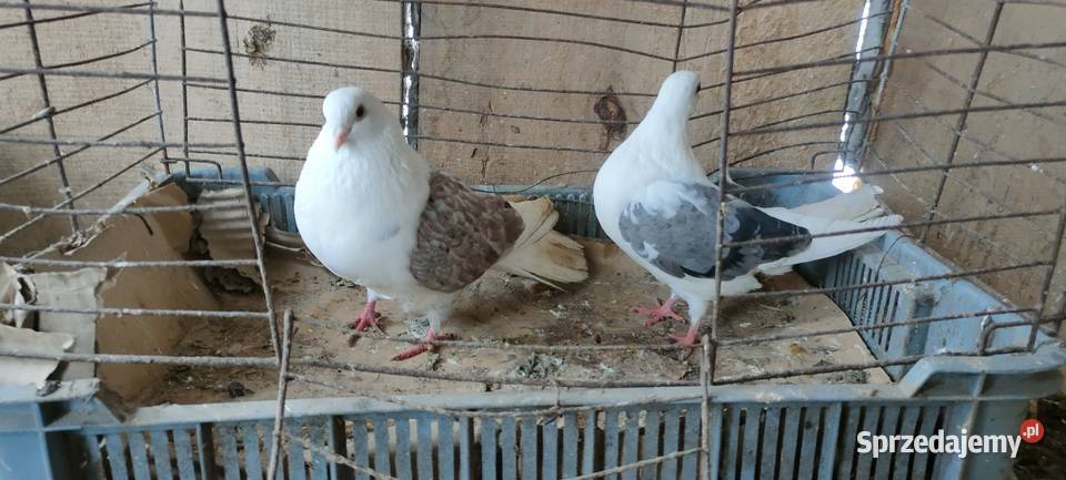 Sprzedam gołębie ozdobne lubelskie Tokarówka