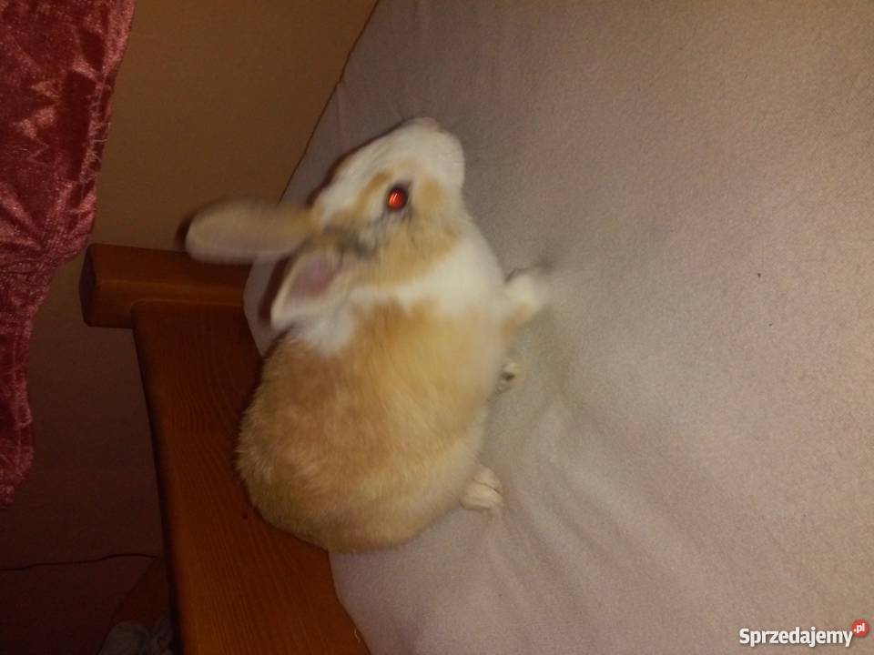 Krolik miniaturka