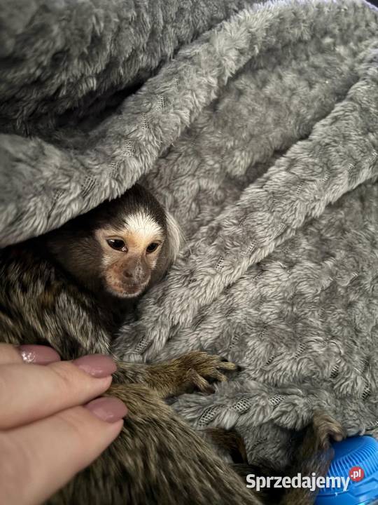 Oddam Mamozete Białoucha Pozostałe Sławków