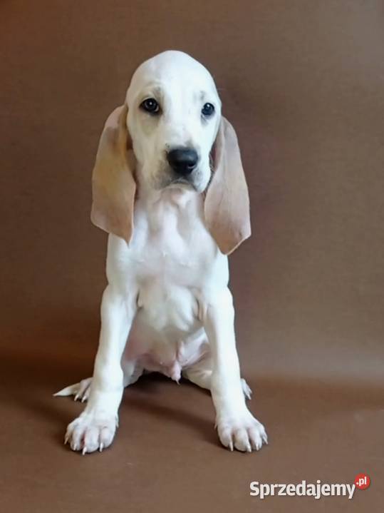 Porcelaine rodowód ZKwP FCI Warszawa