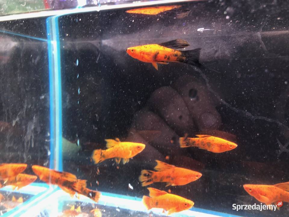 Mieczyk Berlinka nakrapiana Delta Ryby sprzedam