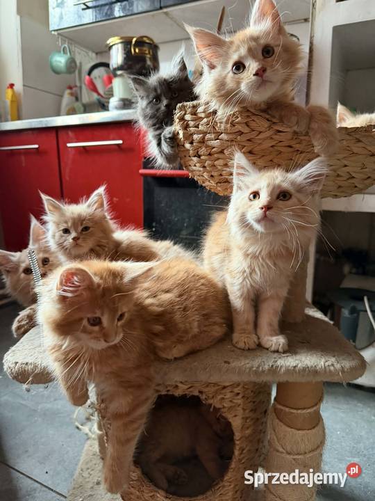 Maine Coon w maju odbiór maluszków Maine Coon Starogard Gdański