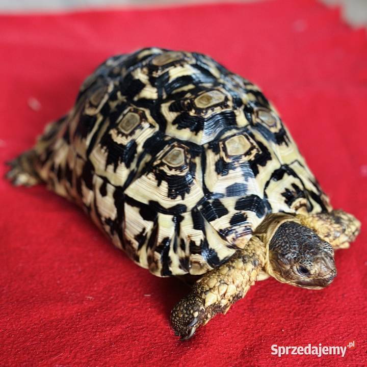 Żółw lamparci samica stigmochelys pardalis Zwierzęta Giżycko sprzedam