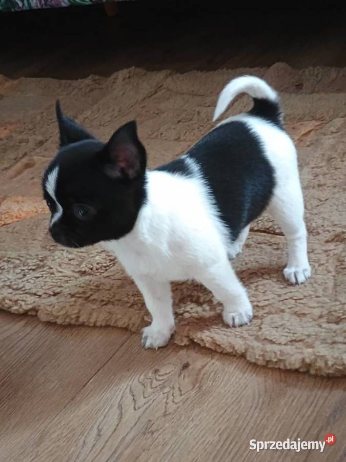 Chihuahua piękna dziewczynka DAMA Kleszczów