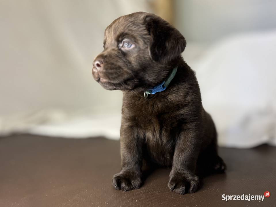 Labrador czekoladowy szczenię piesek Piekary