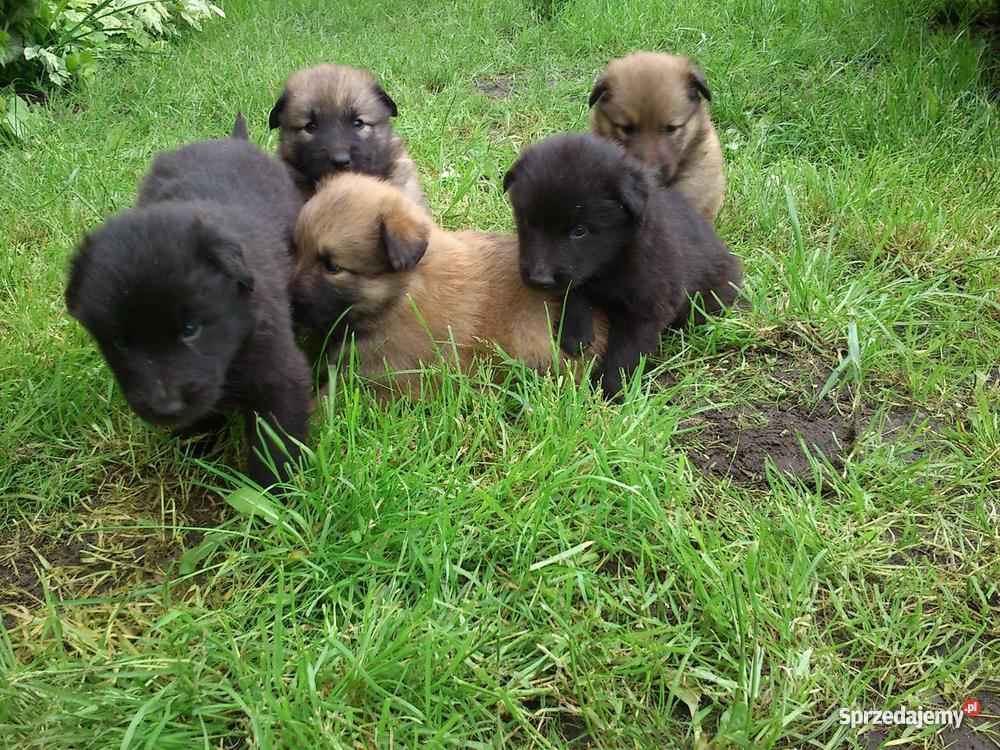 Owczarek Belgijski szczeniaki 100 Toruń