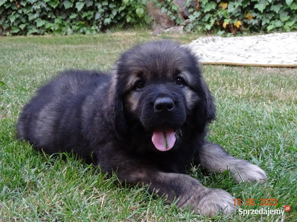 Nowofundland szczeniaki Góra