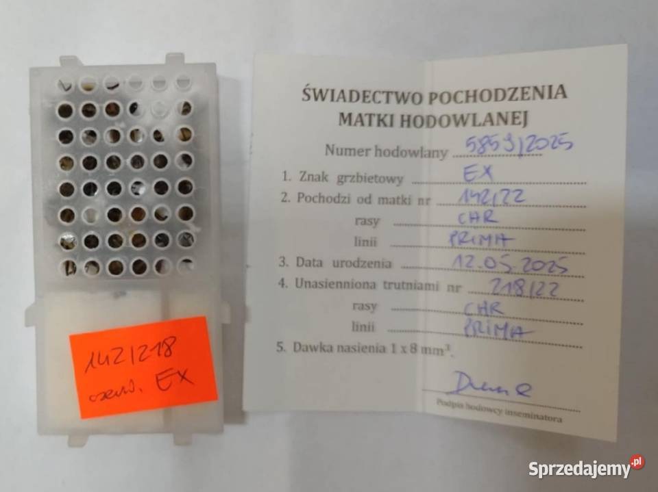 ręki PRIMA matki unasiennione czerwiące Pszczelarstwo pomorskie Wolinia
