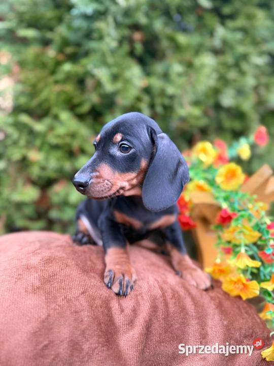 Piękny piesek jamnik miniaturowy czarny Kraków