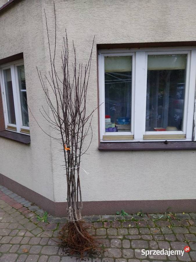 Drzewka owocowe jabłonie grusze śliwy wiśnie itp