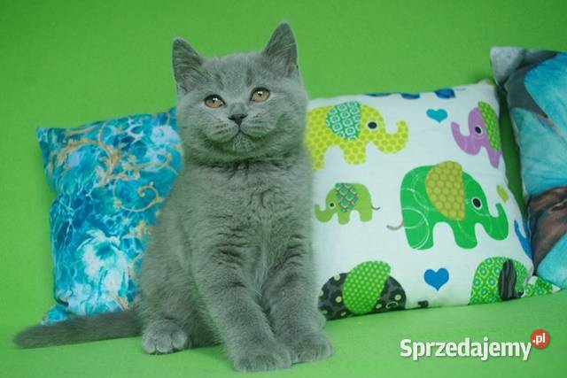 Kociaki brytyjskie niebieskie 12tygodni DO mazowieckie sprzedam