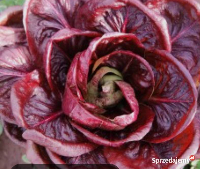 Cykoria Sałata Orchidea Rossa nasiona Zdrowie Kraków