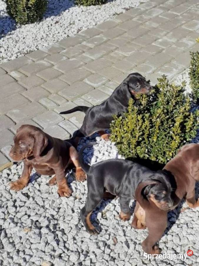 Gończy Polski szczenięta Charzyno