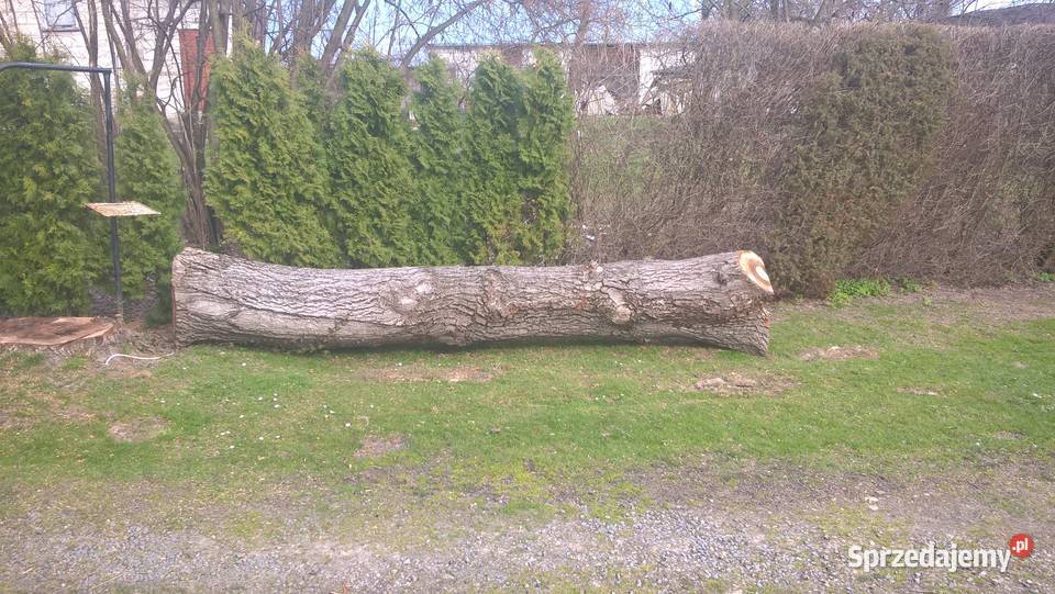 drzewo orzech włoski Tarnogród