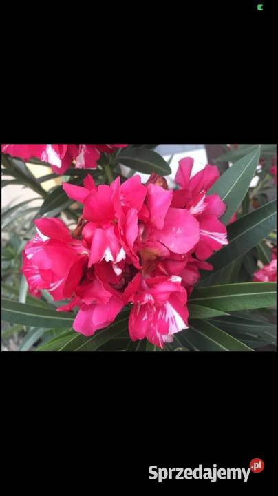 Oleander kremowy małopolskie Skawina