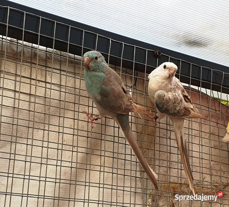 Świergotka Niebieski Pastel lubuskie Pszczew sprzedam