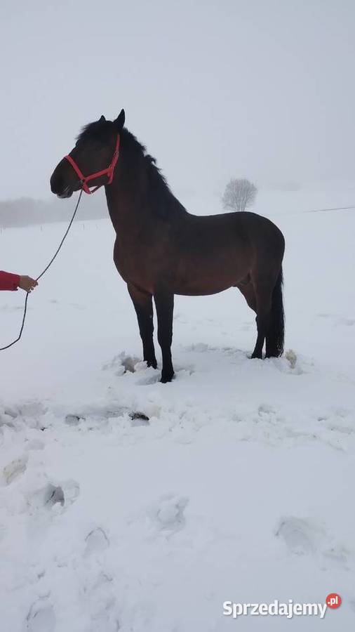 Sprzedam ogiera 25 letniego