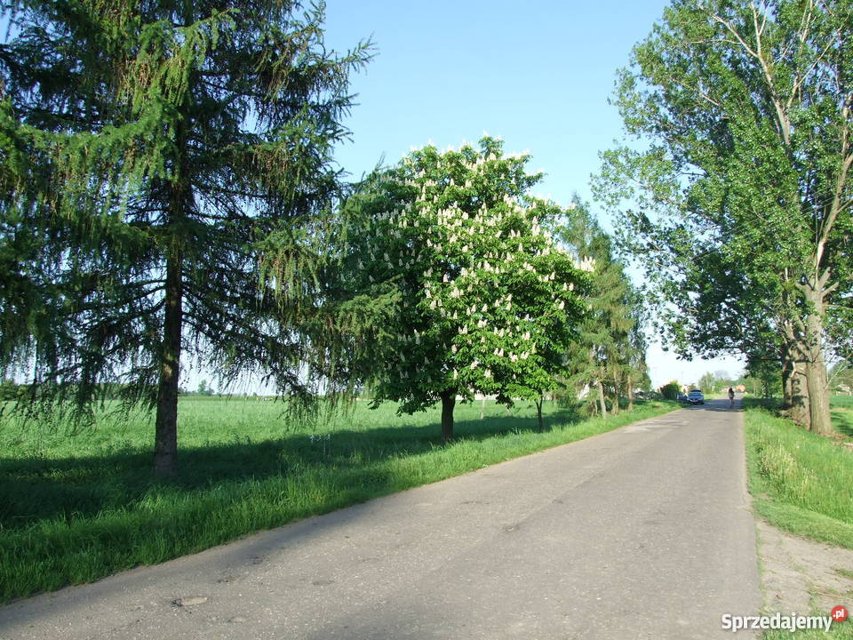 Działka budowlana koło Sochaczewa Wikcinek sprzedam