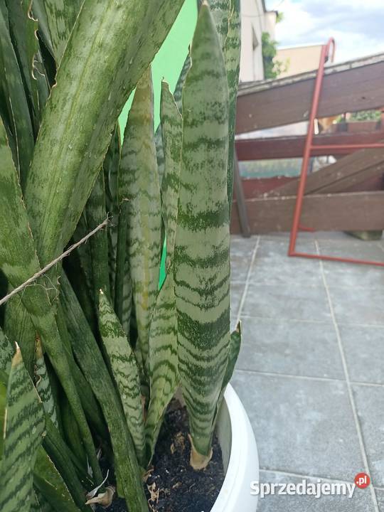 Sansevieria trifasciata Zielona Góra sprzedam