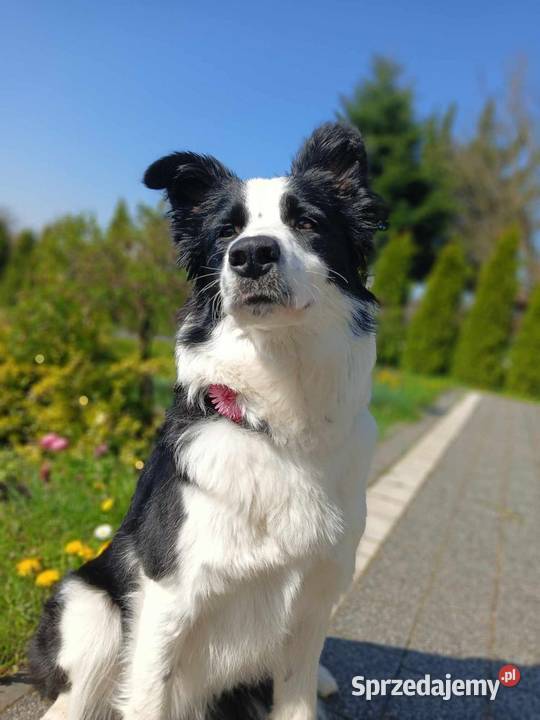 Sprzedam szczenięta border collie Rzeszów sprzedam