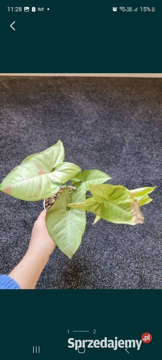 Syngonium confetti tricolor Pozostałe Kamień-Kolonia