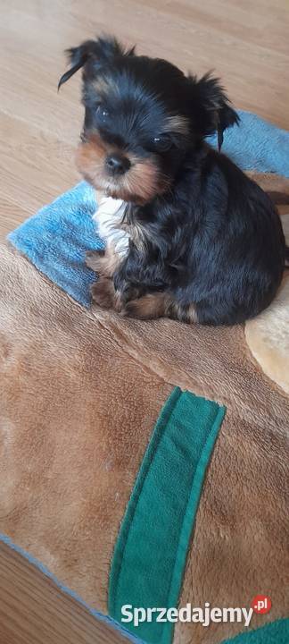 Yorkshire Terrier Black Tan