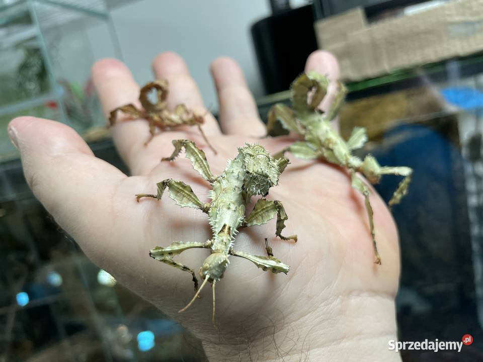 straszyki australijskie w Gliwicach Pozostałe