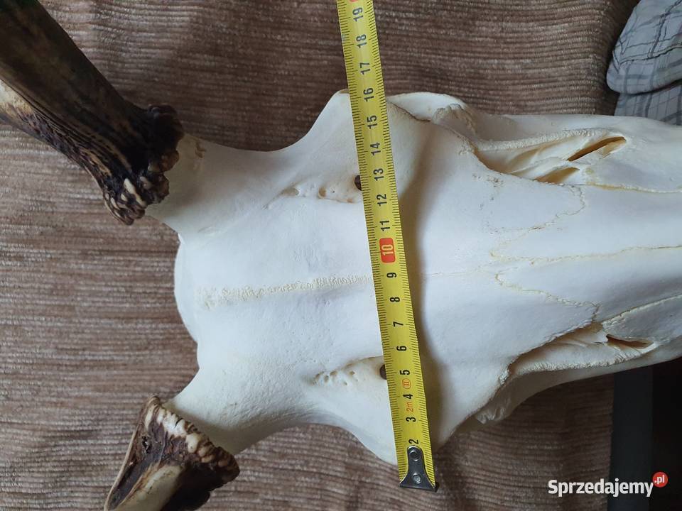 Poroże jelenia wielkopolskie Poznań