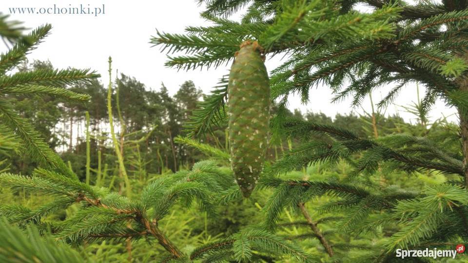 Choinki Plantacja Choinek Rezerwat Bobra hurt Świerzno