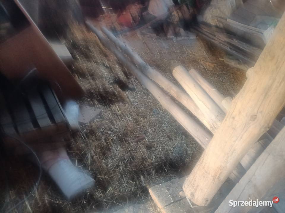 Zerdzie sosnowe Drewno konstrukcyjne podkarpackie Padew Narodowa