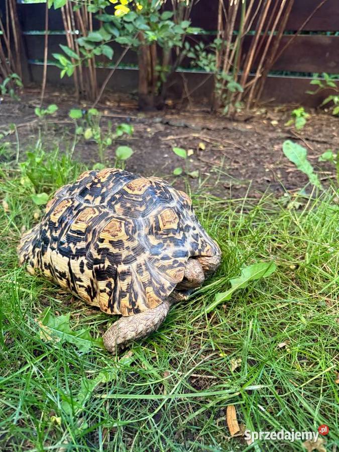 Żółw Lamparci Stigmochelys pardalis ur 2017 Leah mazowieckie