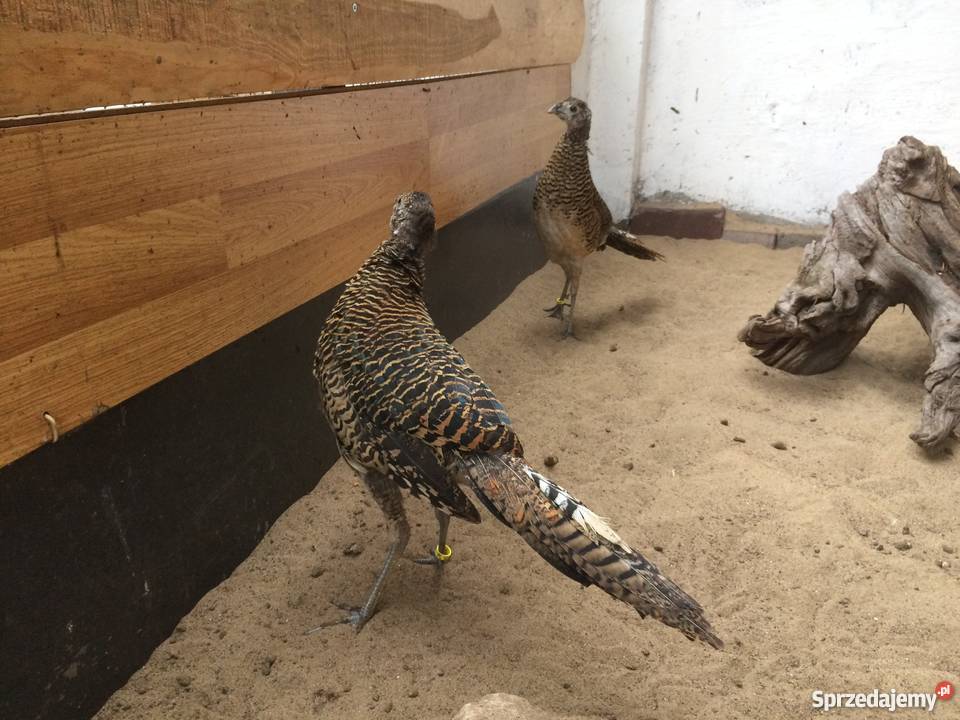 Bażant srebrzysty diamentowy mongolski Siewierz