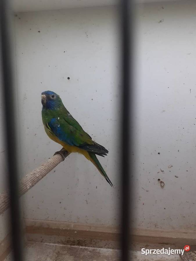 Łąkówki wspaniałe I lilianki