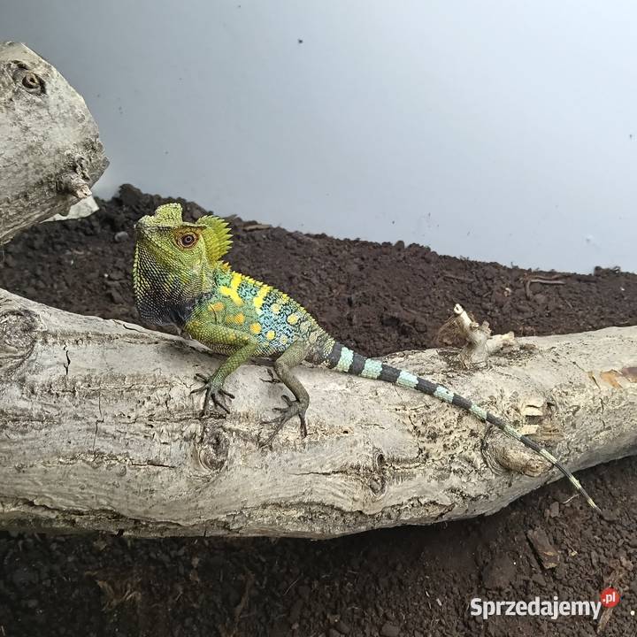 Gonocephalus chamaeleontinus agama kameleonowa Kraków sprzedam