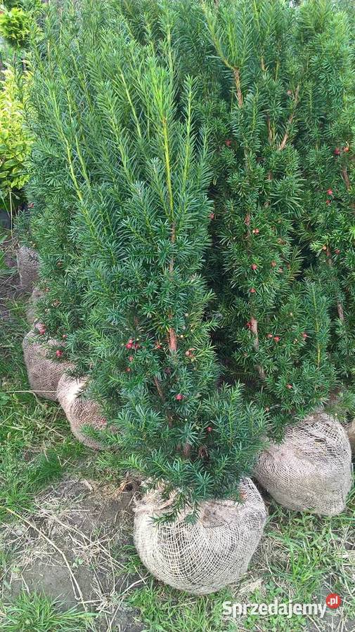 Cis Hicksii Szybkorosnący Żywopłot Mszczonów