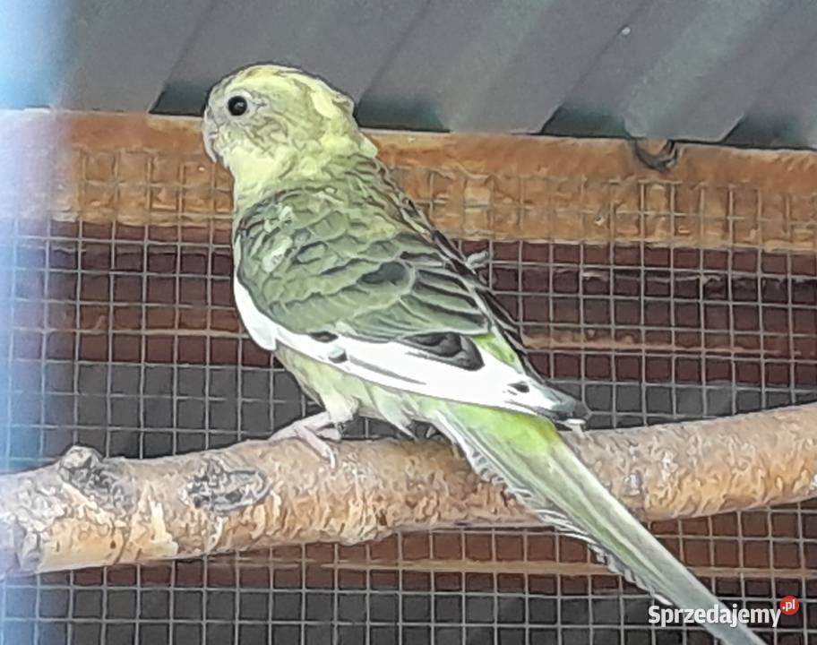 Świergotki zmienią woliere Ptaki Wadowice