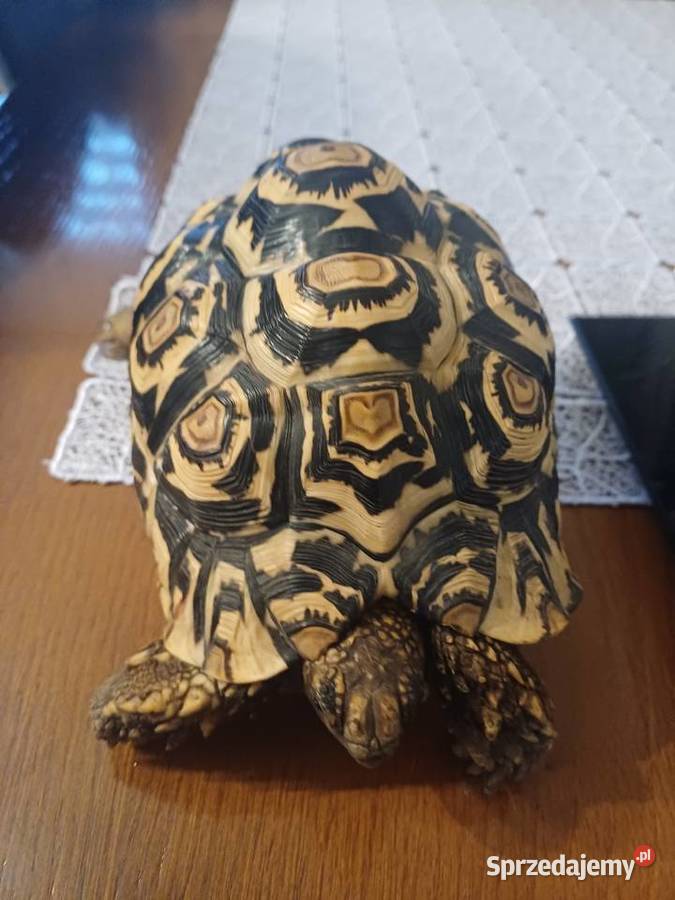 Żółw lamparci Sączów