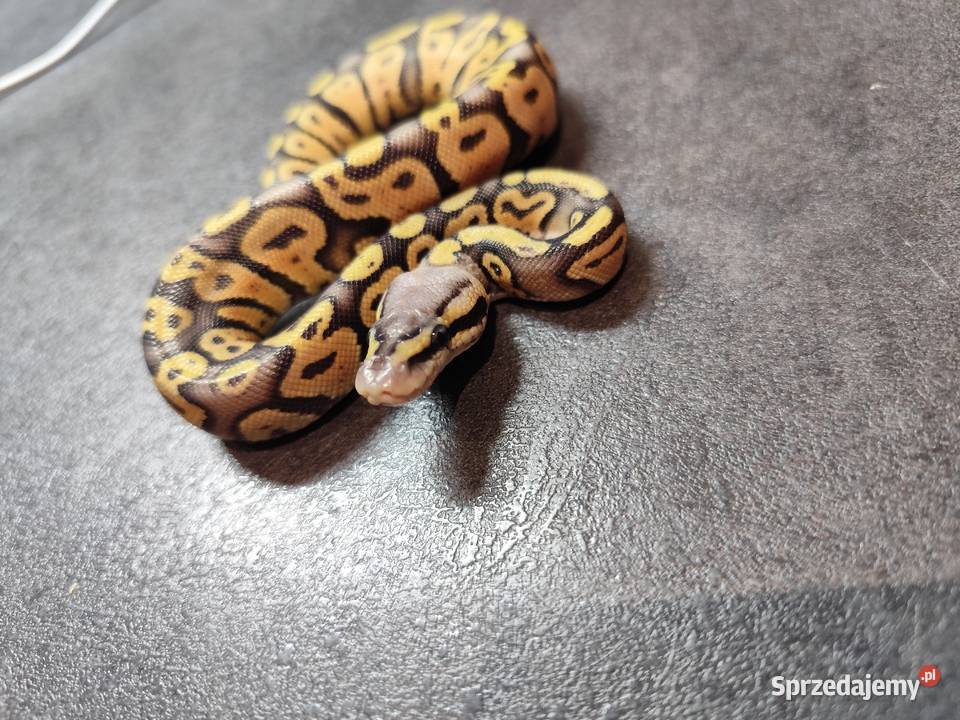 Samczyk Super Pastel poss Yb het Hypo Pruszków