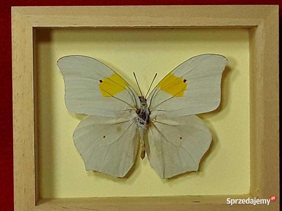 Motyl w ramce 12x10 Anteos clorinde 80 mm zachodniopomorskie Szczecin sprzedam