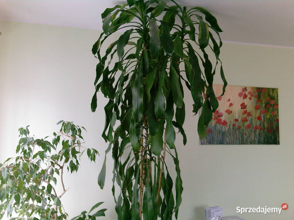 Duży kwiat dracena Dom i Ogród Białystok