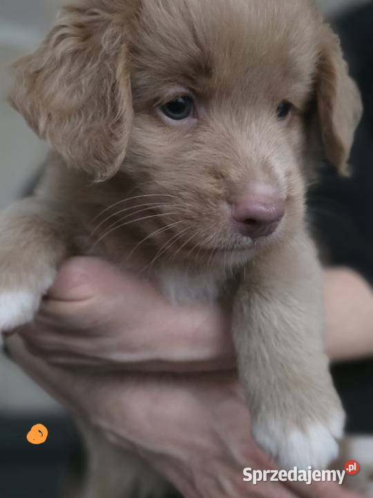 Nova Scotia Duck Tolling Retriever pomorskie Pruszcz Gdański