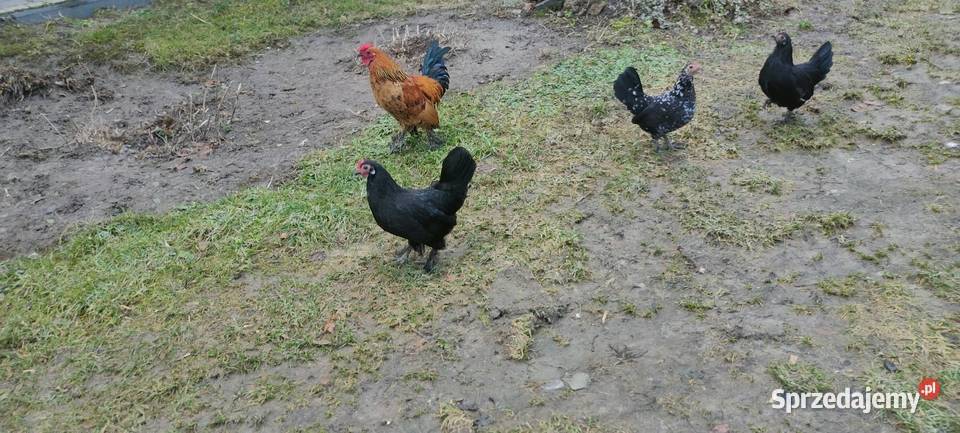 Kury karzełki liliputki lubelskie Tokarówka