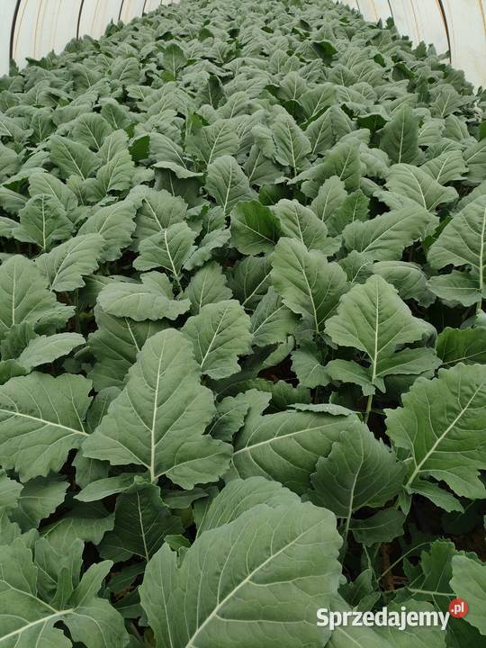 Kalarepa młoda Proszowice