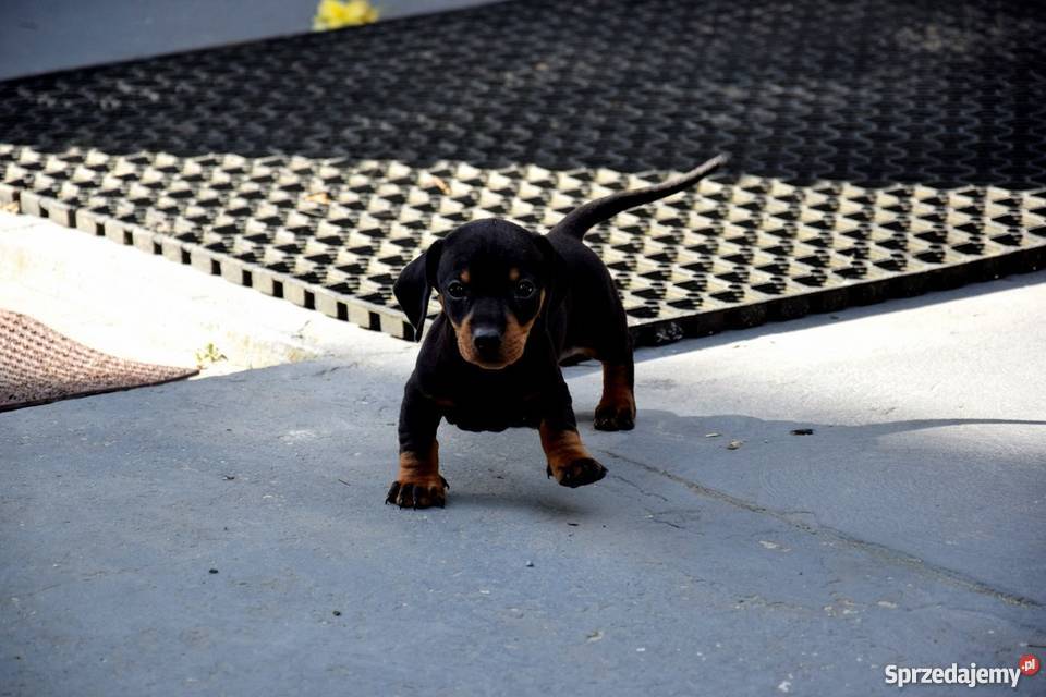Jamniki Szczeniaki PIĘKNE Jamnik Tuczępy sprzedam