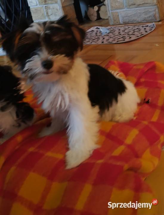 Szczeniak Yorkshire Terrier Biever Kraków